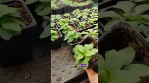 обзор рассады 25 января