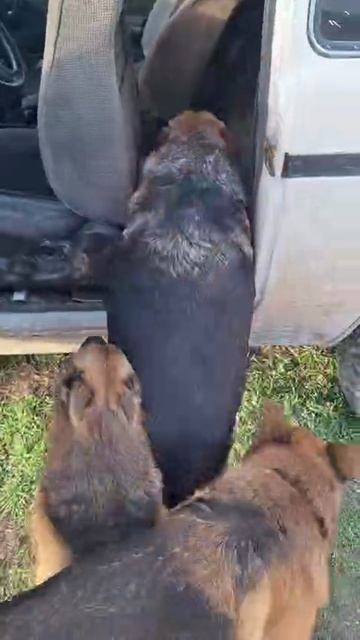 НИКОЛАИЧ ДАВАЙ смотреть онлайн