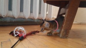 Что за зверь такой страшный?