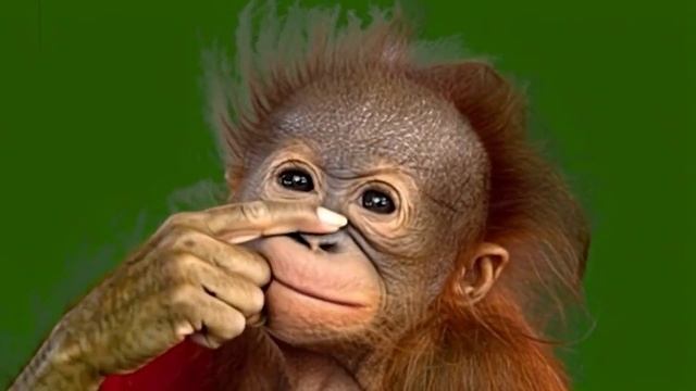 Смешная обезьянка 10_encoded смотреть онлайн