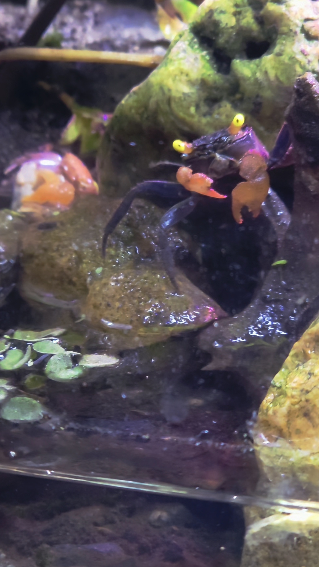 200% подмена воды у крабов смотреть онлайн