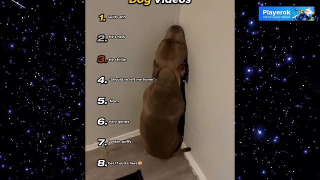 Самые смешные видео смотреть онлайн