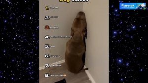 Самые смешные видео