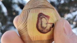 Шкатулка в зимнем парке на ели  с шишками