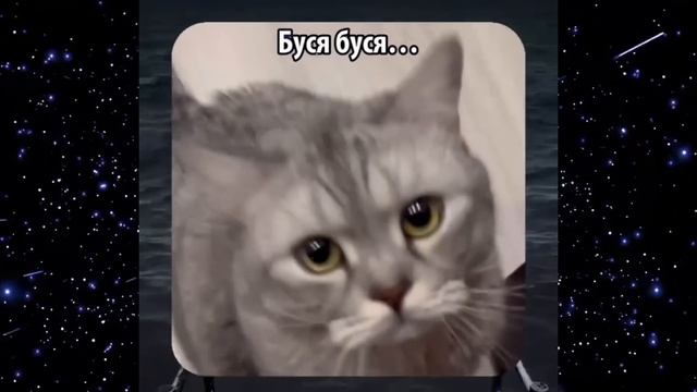 Самые смешные видео смотреть онлайн