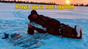 Это вам не первый лёд, но щука дуром еще прет. Зимняя рыбалка 2021.