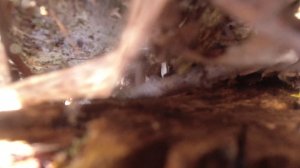 2 Мая выезд с пешим выходом разведать место по металлу