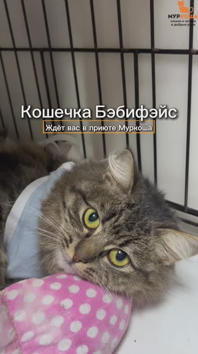 Бэбифэйс ждёт вас в приюте #Муркоша смотреть онлайн