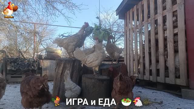 Кормление кур овощами и фруктами для зарядки и от скуки 🥗🐓🤗 (49) смотреть онлайн