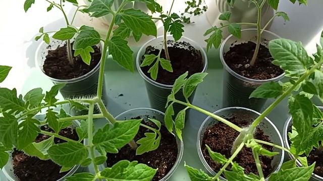 Крепкая рассада томатов, профилактика чёрной ножки смотреть онлайн