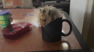 Два хомяка: Макошка и Акашка. Моя кружка - мой дом😂