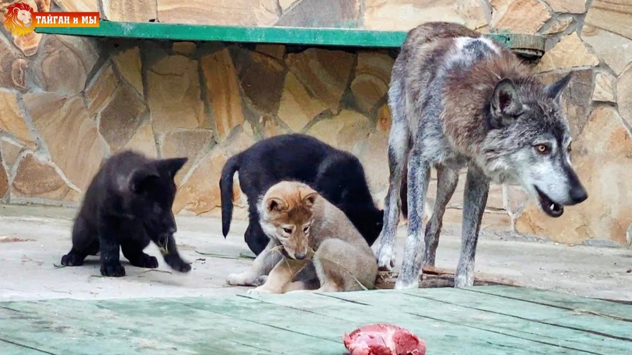Дикие волчата мамы Евы. Тайган. 2021 смотреть онлайн