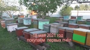 Как я стала пчеловодом