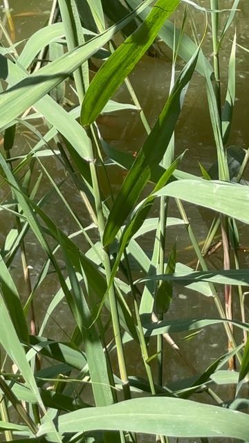 Летняя рыбалка.