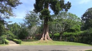 Шри Ланка. Королевский Ботанический Сад. Очень красивое дерево