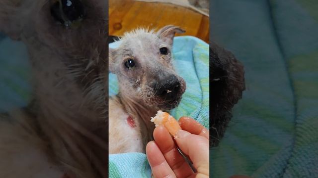 У Снежочка на завтрак деликатес смотреть онлайн