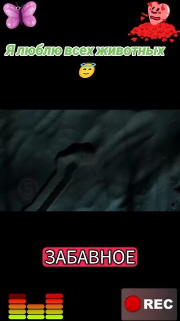 Я люблю всех животных😇 смотреть онлайн