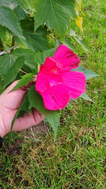 Последний цветок в саду) смотреть онлайн