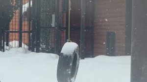 Шерхан не может понять работникам ЯСЛИ нужны с игрушками мягкими играют240126г