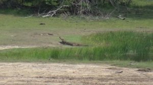 Шри Ланка. Заповедник. Крокодил