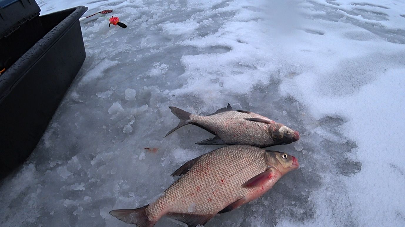 Зимняя рыбалка на ЛЕЩА! Рыбалка на ОКЕ! смотреть онлайн