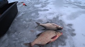 Зимняя рыбалка на ЛЕЩА! Рыбалка на ОКЕ!