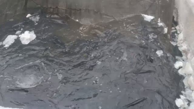 4497.mp4 смотреть онлайн