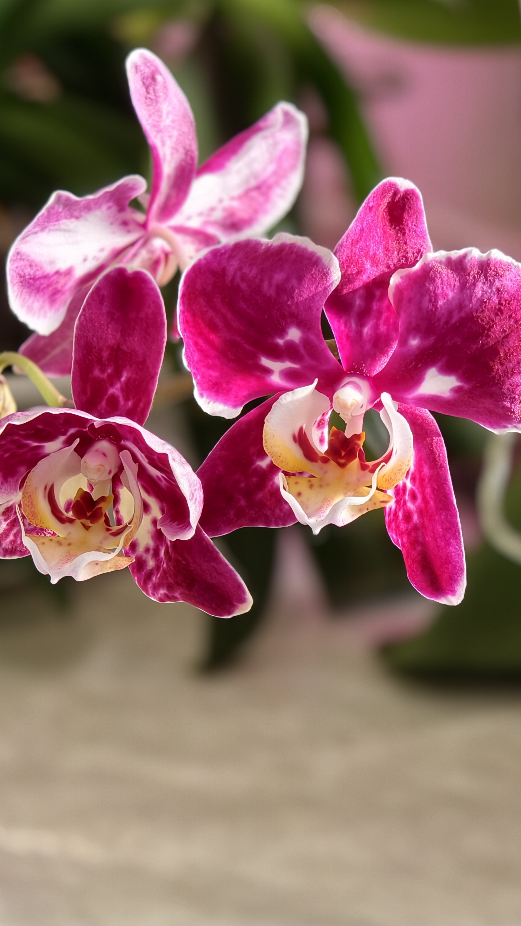 Первое цветение орхидеи -реанимашки смотреть онлайн