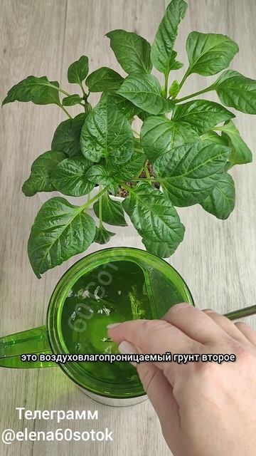 3 важные правила выращивания рассады, вы точно об этом не знали смотреть онлайн