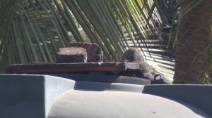 Шри Ланка. Белка - адидас