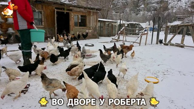 Содержание кур в домашних условиях и других птиц во дворе у Роберта 🐣🐤🦆🐔🪿🦃 (402) смотреть онлайн