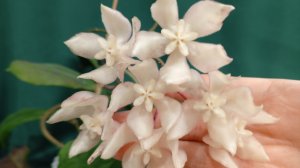 Цветение хойи Ундулата