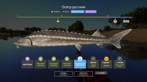 1700 СЕРЫ ЗА 90 МИНУТ НА ОСЕТРЕ РАЗДАЧА НА ЯМЕ СВОДКА ПО ВОДОЕМАМ В РУССКОЙ РЫБАЛКЕ 4 РР4