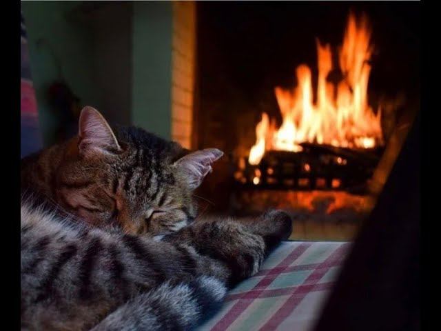 Оставайтесь в тепле и уюте с мурлыкающими кошками смотреть онлайн