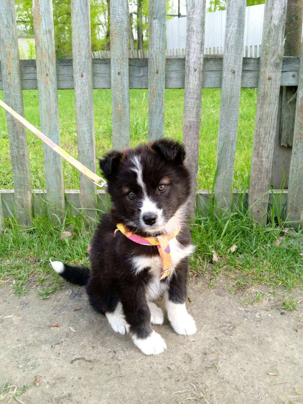 акробат и игра на баяне 🪗 смотреть онлайн