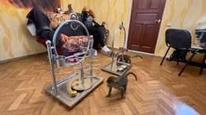 Люся и её банда проснулись и вместе с Ангелиной ОСВАИВАЮТ НОВЫЙ ПОДАРОК!