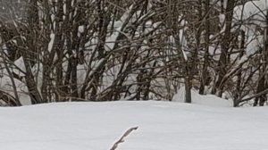 #земля / Звуки природы / В зимнем лесу