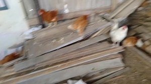 25 января, пополнение в хозяйстве