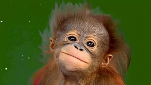 Смешная обезьянка 18_encoded смотреть онлайн
