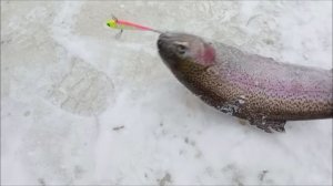 Морозное утро на Спорт-зоне. Клёвое место Лосиный остров.