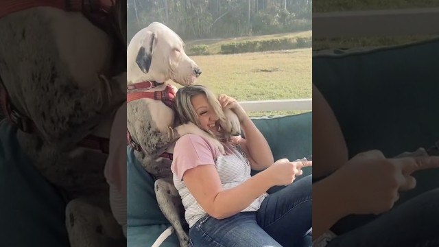 Собакам Ногти стрежем)) смотреть онлайн