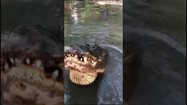 африканские животные.mp4 смотреть онлайн