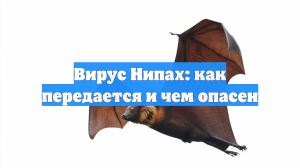Вирус Нипах: как передается и чем опасен