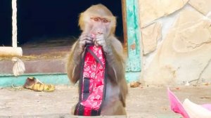 Ив Сен Степан - настоящий ценитель моды! Люся уже не та, поклонники не узнали!ГАМАДРИЛЫ любят наряды