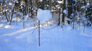 2026-01-25    ЗИМНЕЕ  БЕЗМОЛВИЕ