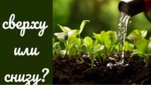 Хотите рассаду с мощной корневой системой, организуйте правильный полив