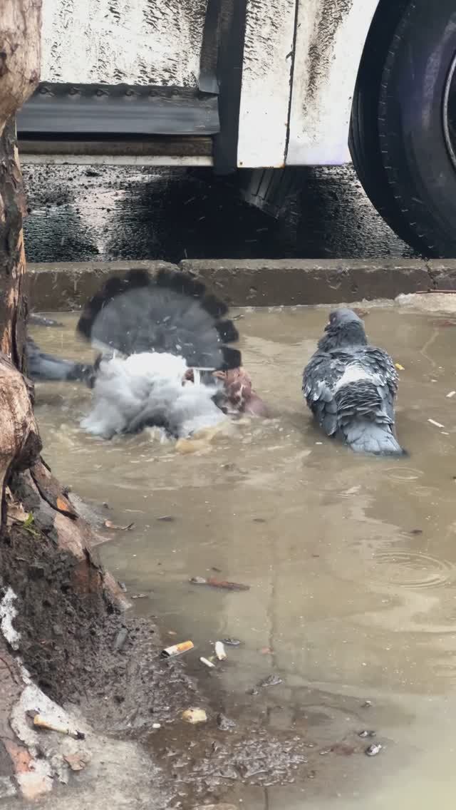 Редкие кадры городского спа в зимний период 😂🤣. Краснодар. Потеплело... смотреть онлайн