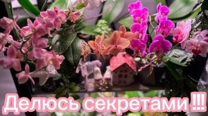 ФОРМИРОВАНИЕ цветоносов у ОрХиДей ✅👍