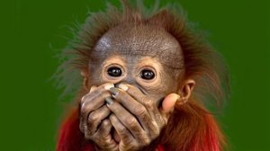 Смешная обезьянка 11_encoded