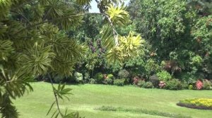 Шри Ланка. Королевский Ботанический Сад. Коническое дерево